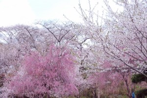 桜の競演